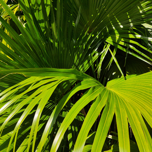 成人香蕉视频下载
